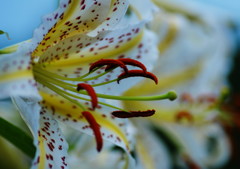 夏の花　ヤマユリ