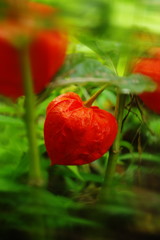 季夏　ホウズキ