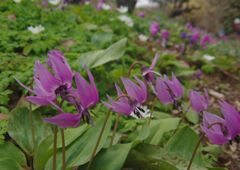 春風　カタクリ