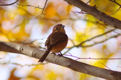 野鳥を追って　モズ？