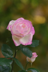 秋を探して　秋薔薇