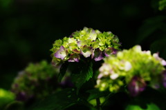 向暑　アジサイ