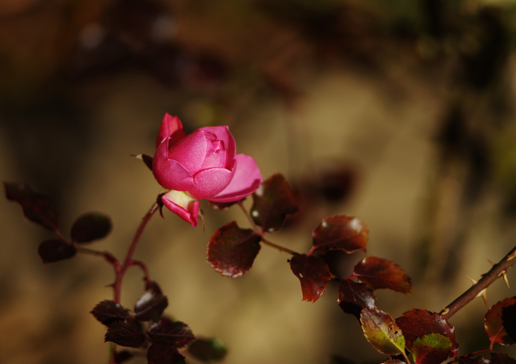 OLD LENS  薔薇