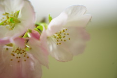 春暖　サクラ　Ⅱ