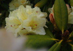 春風　シャクナゲ