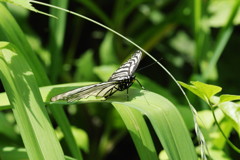 花と虫達　アゲハチョウ