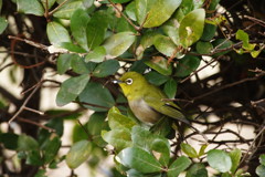 野鳥を探して　メジロ