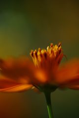 初秋　キバナコスモス　Ⅱ