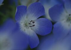 晩春　ネモフィラ