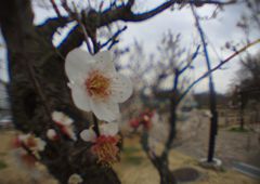 春光　梅一輪　Ⅱ