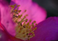 万物寒　サザンカ