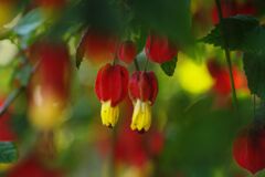 清涼　花の名？