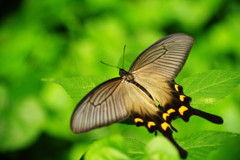 花と虫達　オナガアゲハ