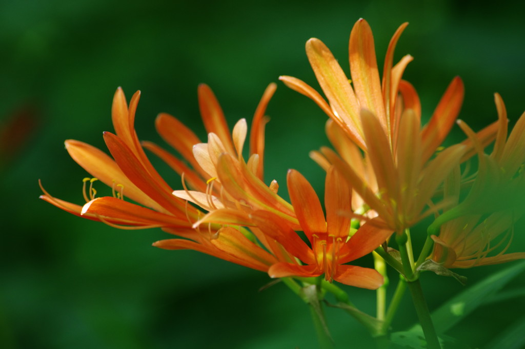 初夏を探して　キツネノカミソリ