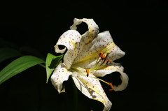 初夏を探して　ヤマユリ