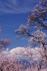 旅写真　アンズの里　Ⅲ