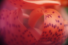 晩夏　オニユリ　Ⅲ