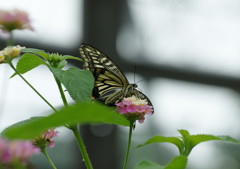 虫達を追って　アゲハチョウ　Ⅱ