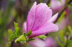 春爛漫　モクレン