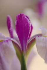 路傍　ショウブ？　Ⅱ