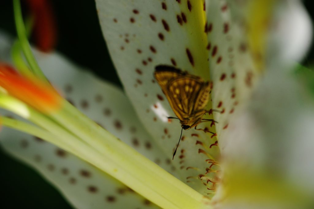 晩夏　セセリチョウ