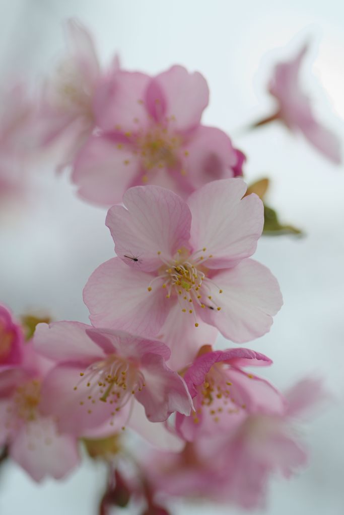 春光　桜