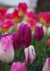 春風　チュリップ　Ⅱ