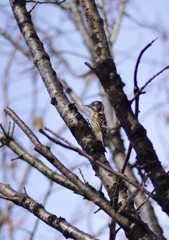 野鳥を探して　コゲラ