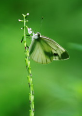 虫達を追って　モンシロチョウ