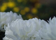 菊花展にて　Ⅱ