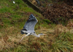野鳥を探して　アオサギ