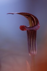 春を探して　マムシグサ