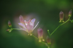 初秋　ホトトギス　Ⅱ