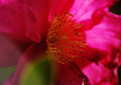 山茶花
