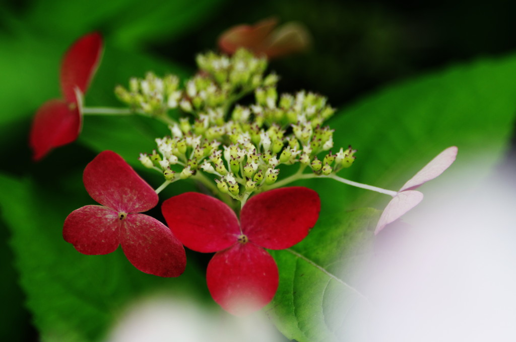 アジサイ祭り　⑪