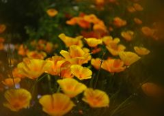 立夏　カルフォルニアポピー