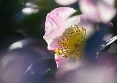 白露　サザンカ