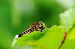 虫達を追って　シオヤアブ