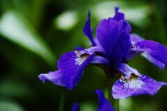 花菖蒲.Ⅱ