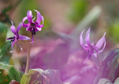 春爛漫　カタクリ