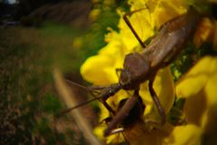 春光　ミツバチとサシガメ　Ⅱ