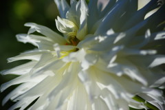 中秋　ダリア　Ⅱ