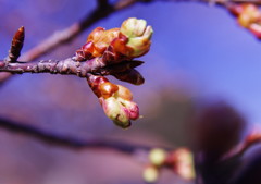 は～るが来た　河津桜