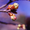 は～るが来た　河津桜