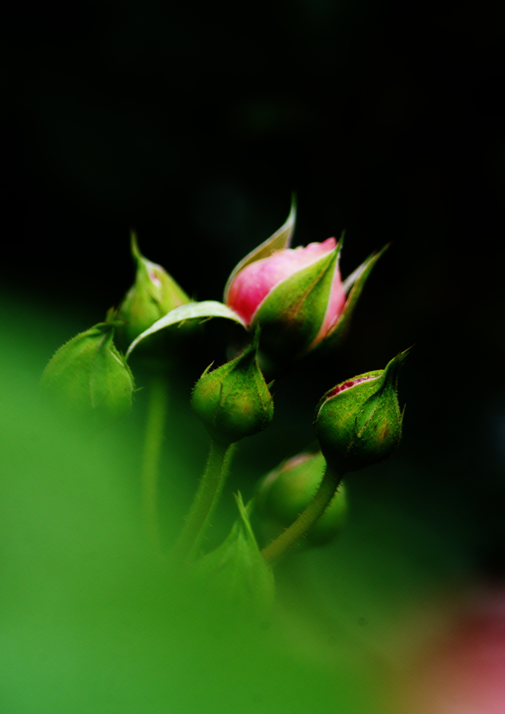 薔薇