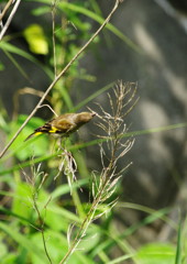野鳥を探して　カワラヒワ　Ⅱ