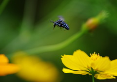 Bee blue
