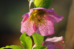 春爛漫　クリスマスローズ