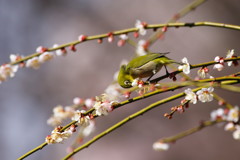 野鳥を探して　メジロ　Ⅱ