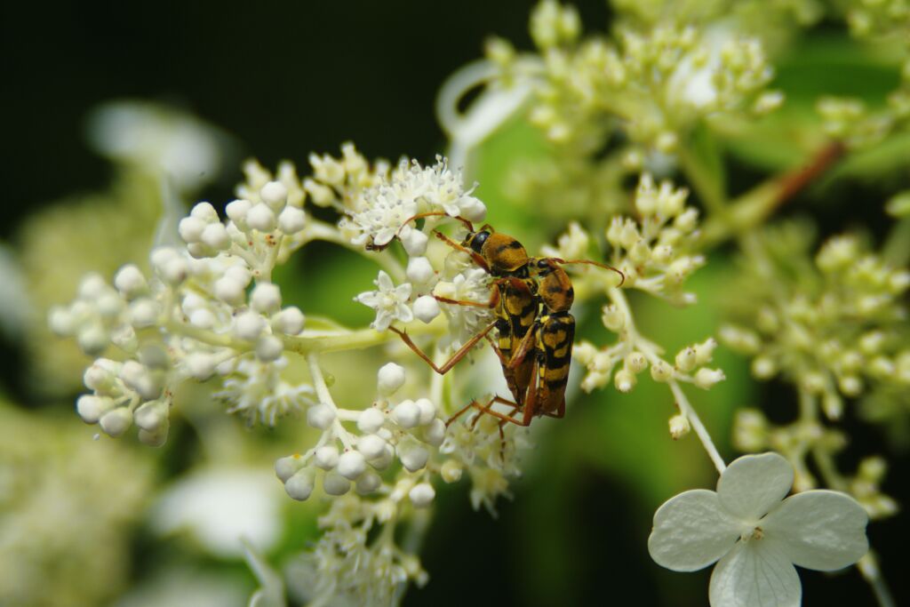 トラカミキリ夫妻